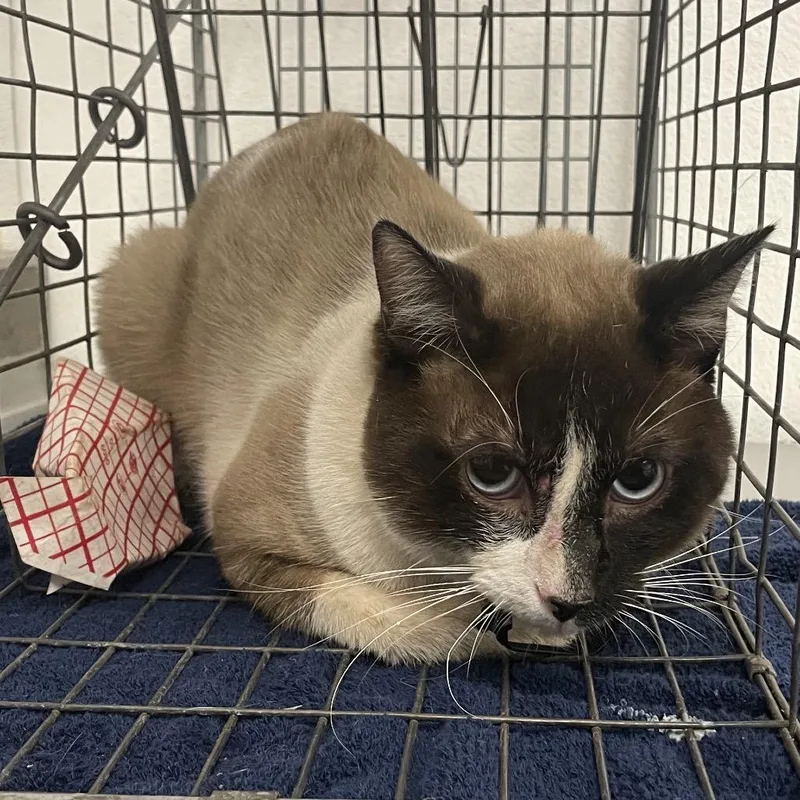 An adult medium-sized male Gray / Blue / Silver Domestic Short Hair cat named HACCStray for adoption in Henderson, NV