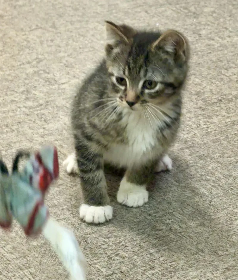 Tiger thumbnail 3