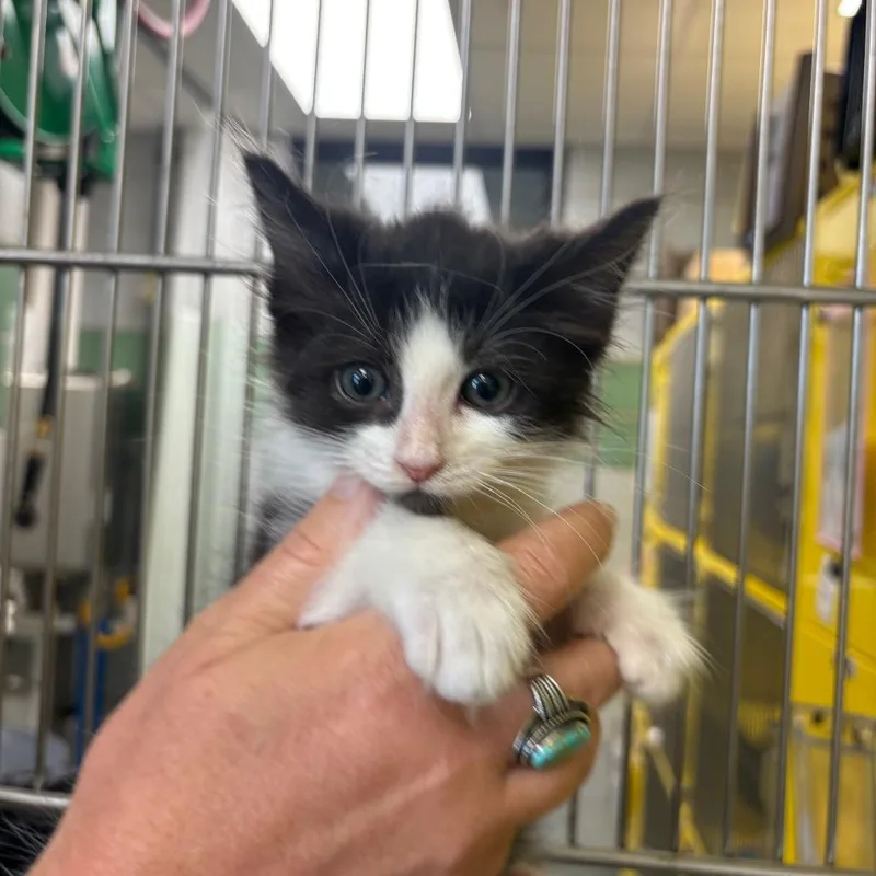 A baby small-sized male Black Domestic Long Hair cat named Saturn for adoption in Abilene, TX
