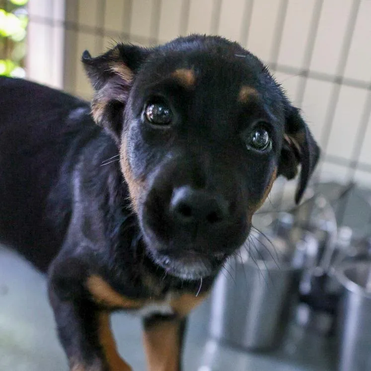 A baby medium-sized male Black Australian Cattle Dog / Blue Heeler dog named Jed for adoption in Bradenton, FL
