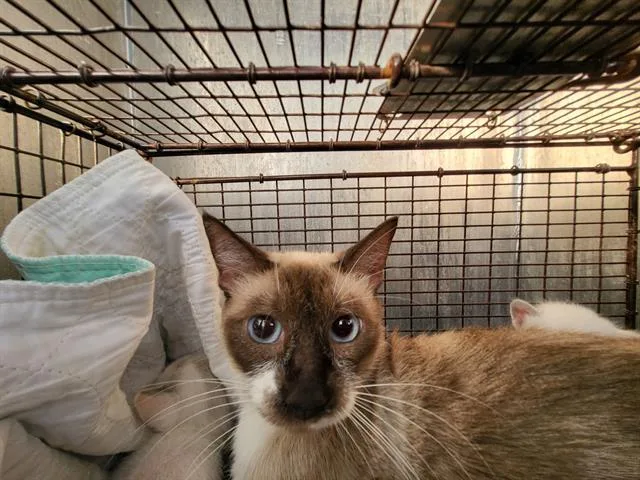 An adult small-sized female Siamese cat named Tortilla for adoption in San Antonio, TX