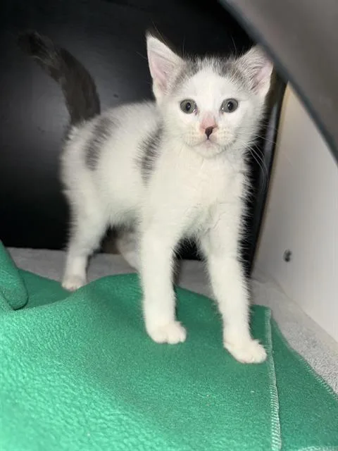 A baby small-sized female Domestic Short Hair cat named Goldie for adoption in Ontario, CA