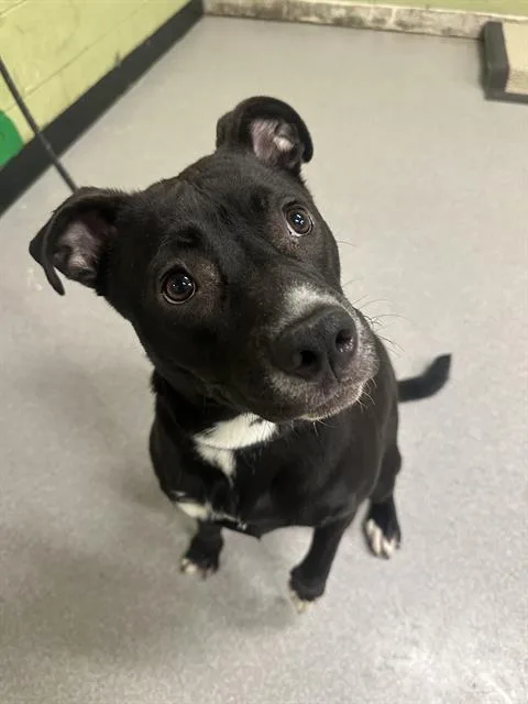 A young large-sized female Pit Bull Terrier dog named Dutchess for adoption in Indianapolis, IN