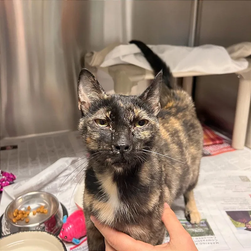 An adult medium-sized female Tortoiseshell Domestic Short Hair cat named Lee for adoption in Hendersonville, NC