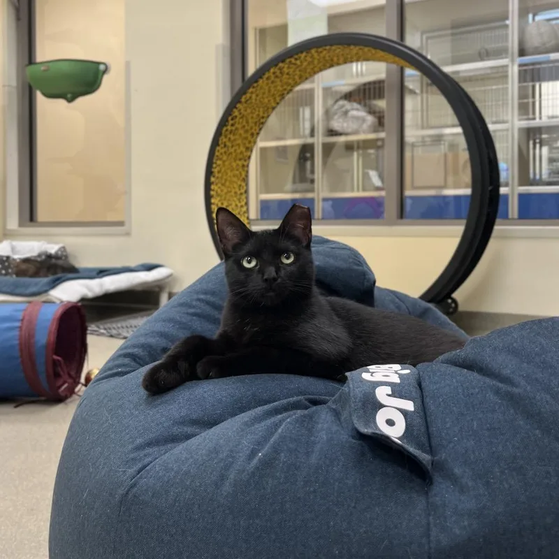 An adult medium-sized female Black Domestic Short Hair cat named Puppy for adoption in Roanoke, VA