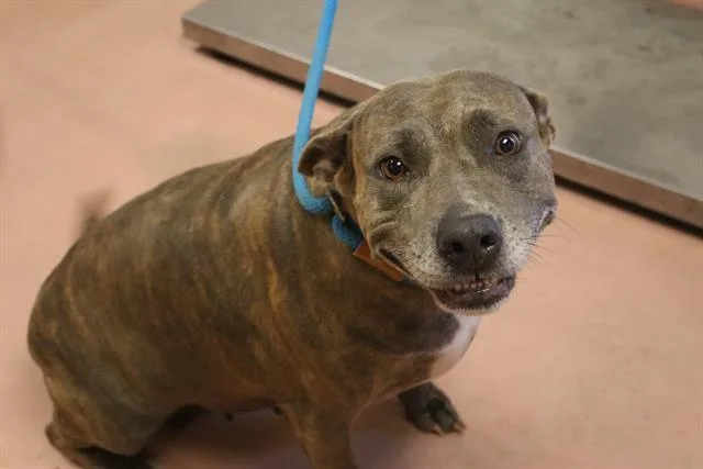 An adult large-sized female Mixed Breed dog named Gemini for adoption in Columbia, SC
