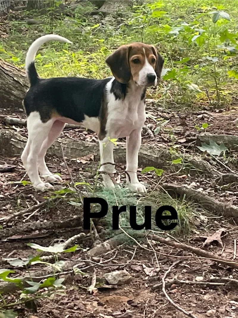 Prue