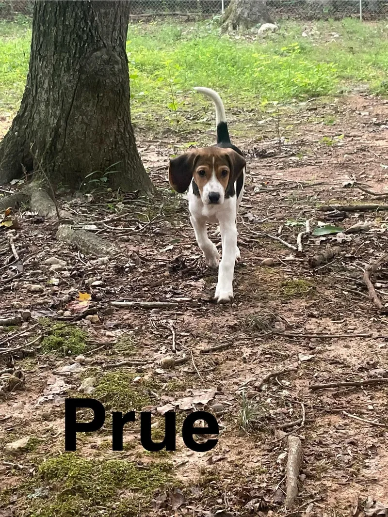 Prue thumbnail 2