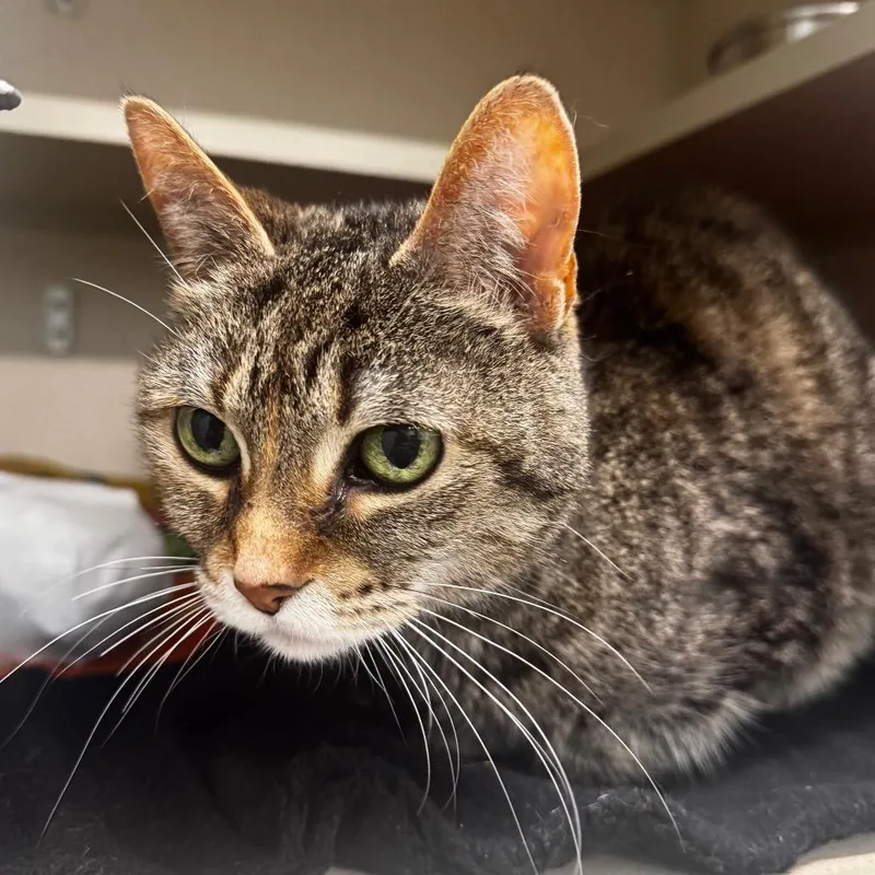 A senior medium-sized female Brown / Chocolate Domestic Short Hair cat named Tamato for adoption in Wheeling, IL