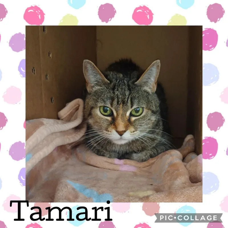 Tamato thumbnail 3