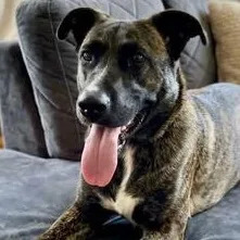 Gorilla Ready! thumbnail 2