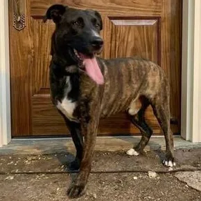 Gorilla Ready! thumbnail 3