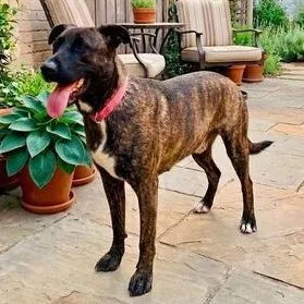 Gorilla Ready! thumbnail 4