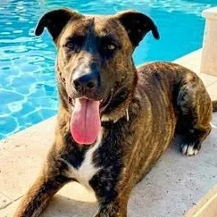 Gorilla Ready! thumbnail 5