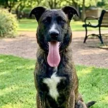 Gorilla Ready! thumbnail 6