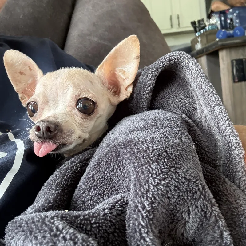 Coco thumbnail 3