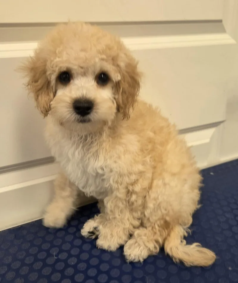 A baby small-sized male Maltese dog named Lincoln for adoption in Overland Park, KS