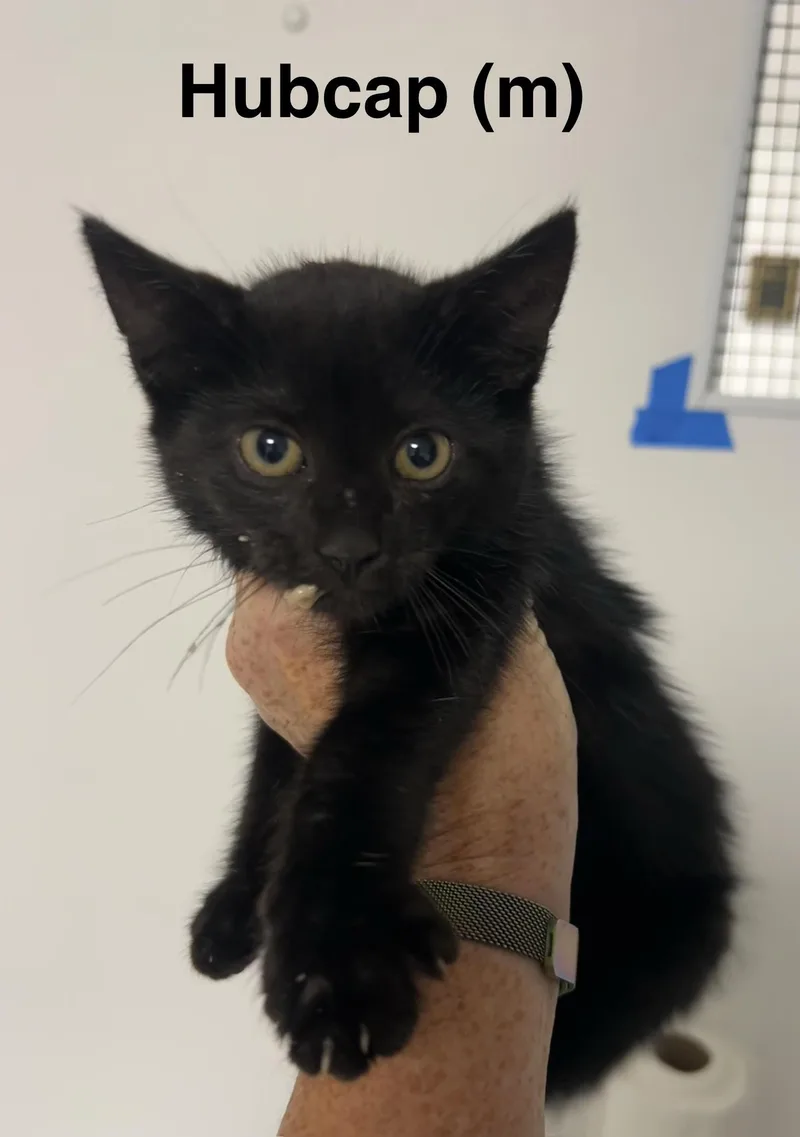 A baby medium-sized male Black Domestic Short Hair cat named Hubcap for adoption in Saugerties, NY