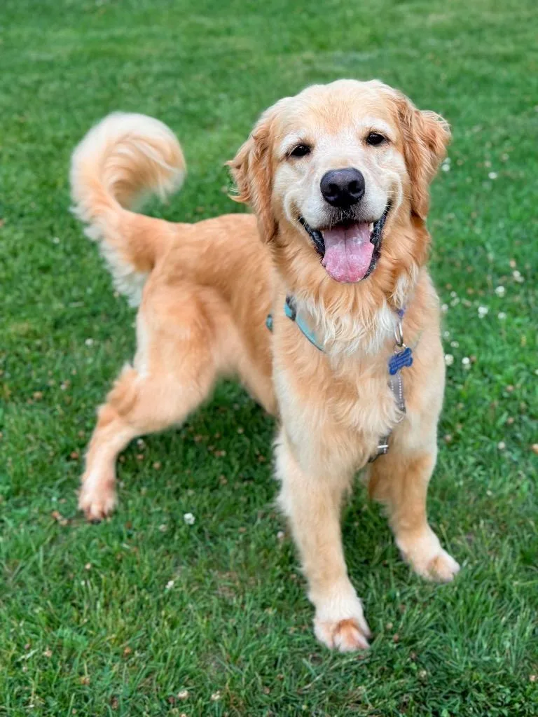 An adult large-sized female Golden Retriever dog named Molly Golden for adoption in Princeton, MA
