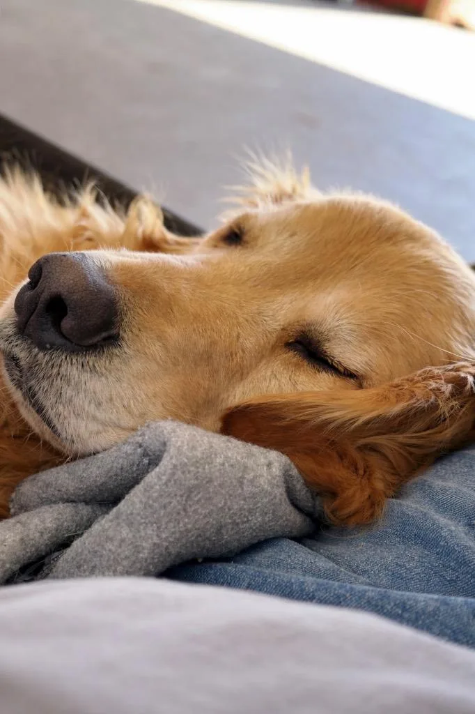 Molly Golden thumbnail 4