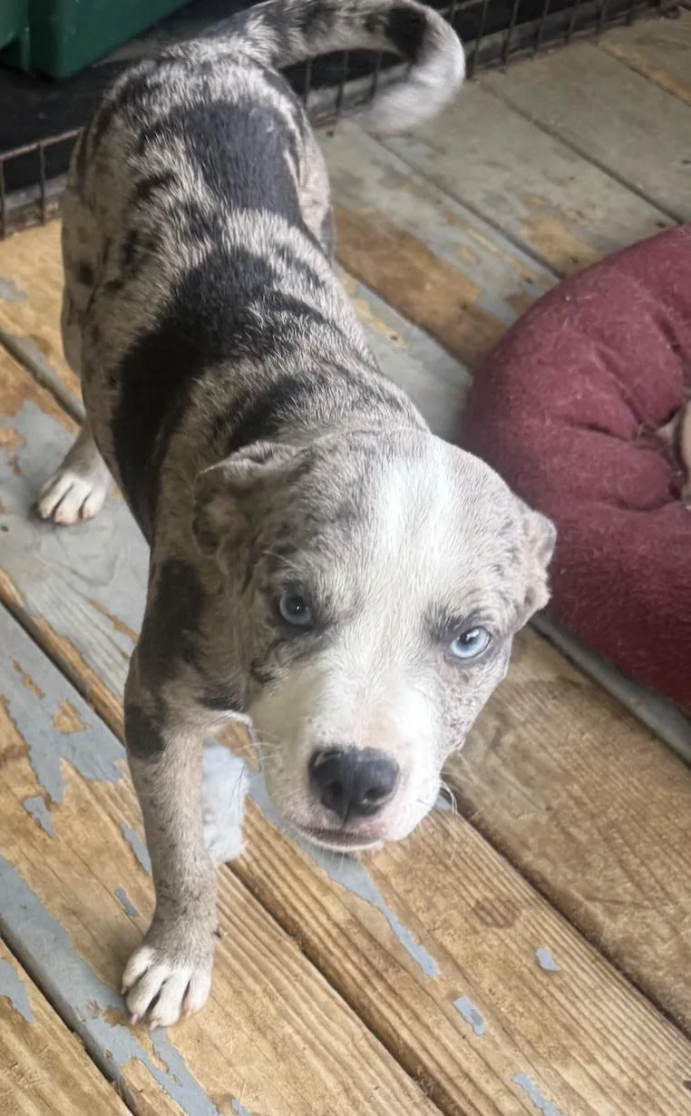 A young medium-sized male Hound dog named Riley for adoption in Decatur, GA