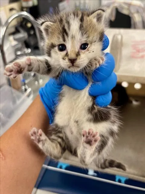 A baby small-sized male Domestic Short Hair cat named Klaus for adoption in Woodland, CA