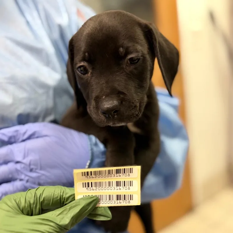 A baby small-sized male Black Mixed Breed dog named Omen for adoption in Charleston, WV