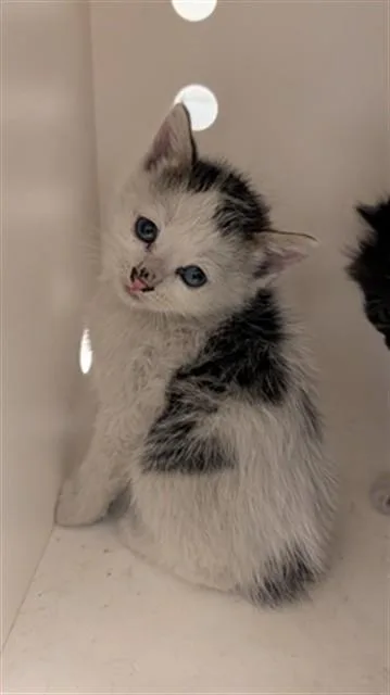 A baby small-sized male Domestic Medium Hair cat named Fred for adoption in Ontario, CA