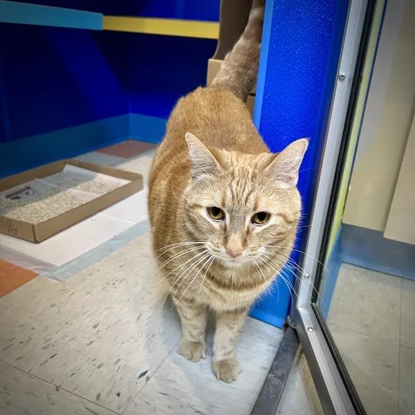 An adult large-sized female Domestic Short Hair cat named Janis for adoption in Sioux City, IA