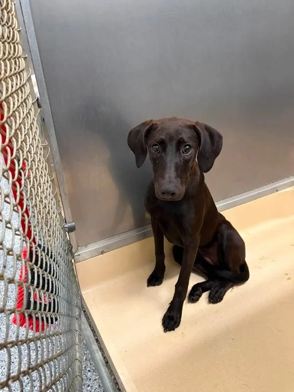 An adult medium-sized female Brown / Chocolate Labrador Retriever dog named Unknown for adoption in Burgaw, NC