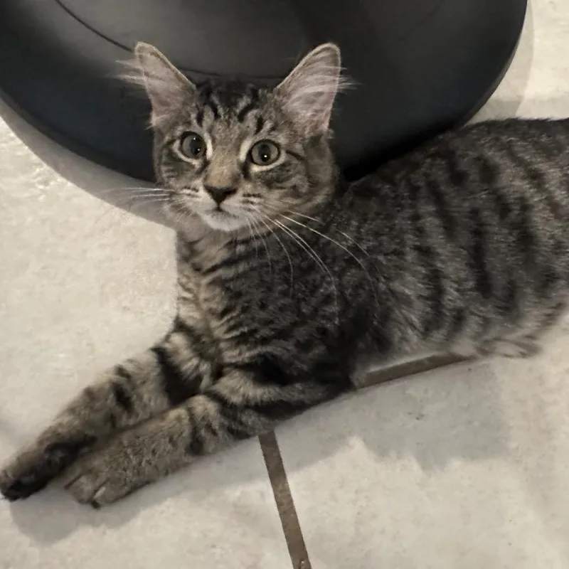 A baby small-sized female Gray / Blue / Silver Domestic Short Hair cat named Loki for adoption in Layton, UT