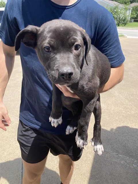 A baby large-sized female Mixed Breed dog named Lucy for adoption in Dallas, TX