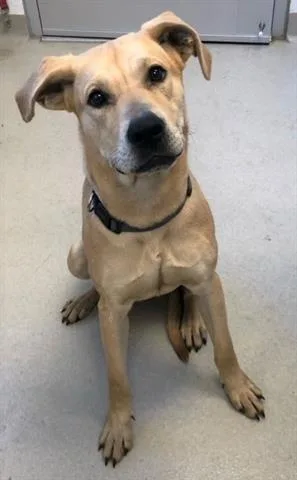 An adult large-sized female Labrador Retriever dog named Cassie for adoption in Haw River, NC