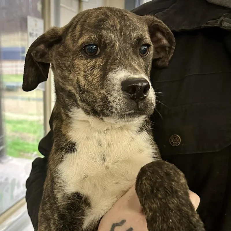 Cheerios thumbnail 2