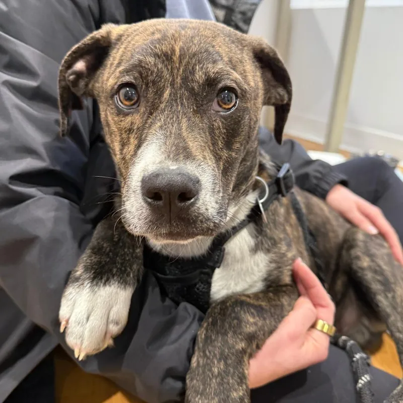 Cheerios thumbnail 3