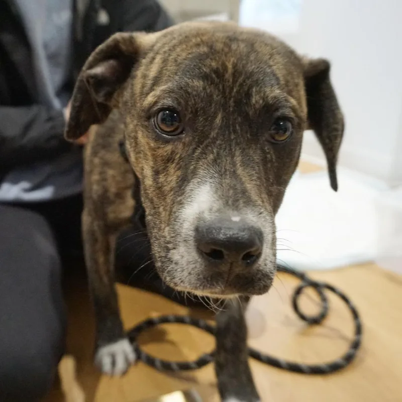 Cheerios thumbnail 4