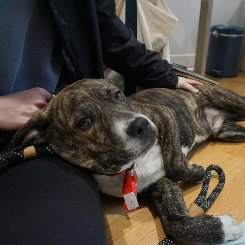 Cheerios thumbnail 6