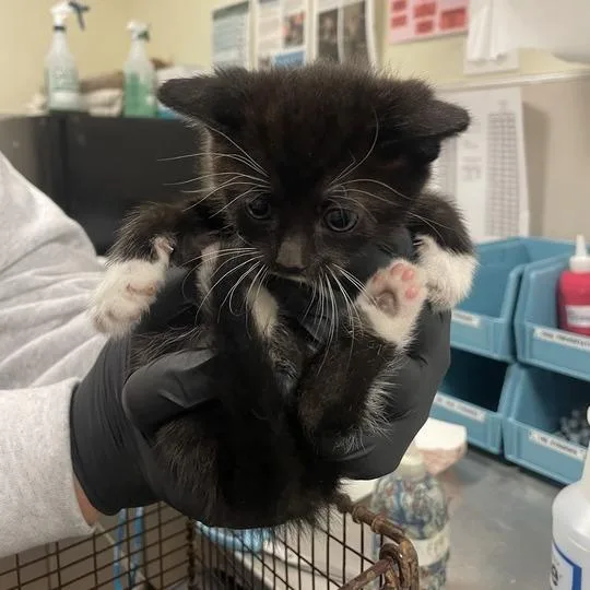 A baby small-sized female Black Domestic Short Hair cat named Carnation for adoption in Chicago, IL