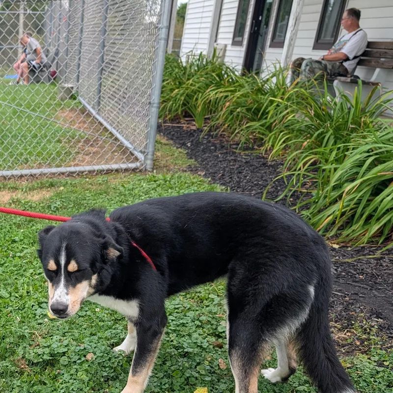 An adult large-sized female Tricolor (Brown, Black, & White) Bernese Mountain Dog dog named Reba for adoption in Ravenna, OH