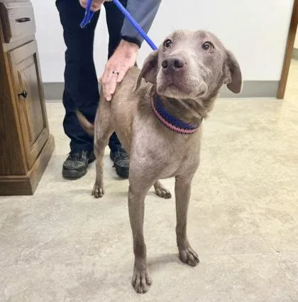 An adult medium-sized female Chocolate Labrador Retriever dog named StormyNot Accepting Applications Yet for adoption in Medina, OH