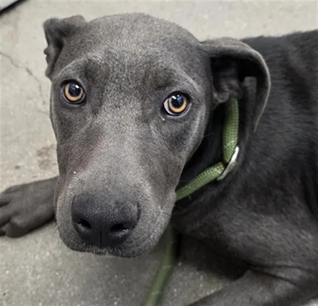 A young medium-sized female Staffordshire Bull Terrier dog named Peggy for adoption in Tucson, AZ