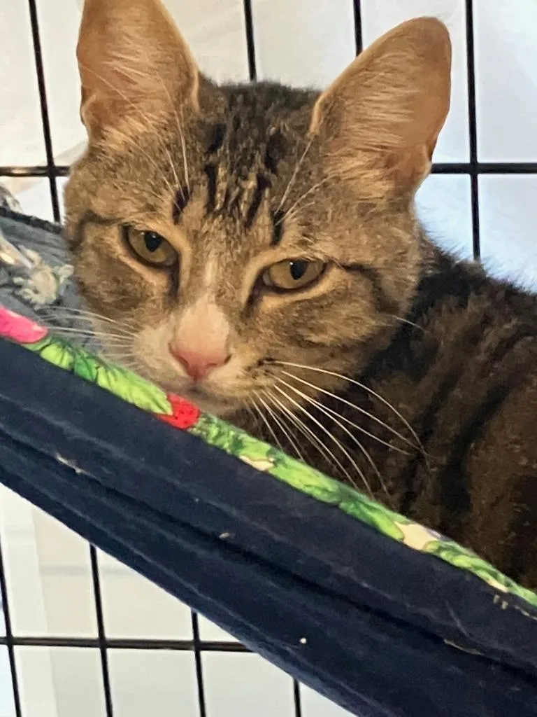 A young small-sized female Domestic Short Hair cat named Marilyn Monroe for adoption in Lunenburg, MA
