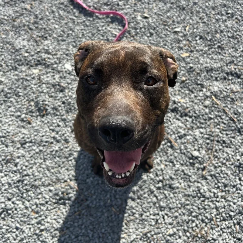 An adult large-sized female Brindle Pit Bull Terrier dog named Tweety for adoption in Birdsboro, PA