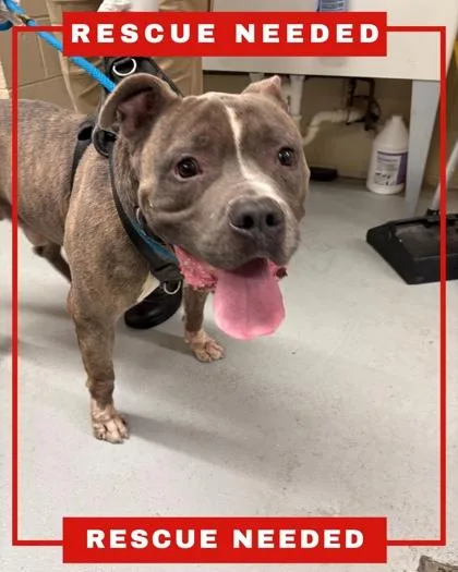An adult large-sized male Mixed Breed dog named Aksel for adoption in Hamilton, NJ