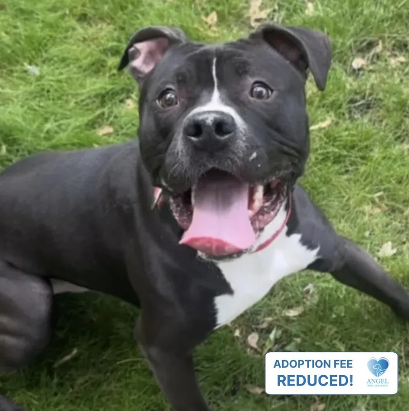 A young medium-sized male Bicolor Pit Bull Terrier dog named Cheese for adoption in Naperville, IL