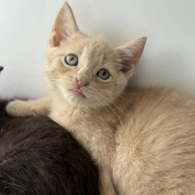 A baby small-sized male Buff / Tan / Fawn Domestic Short Hair cat named Huggies for adoption in Ridgely, MD