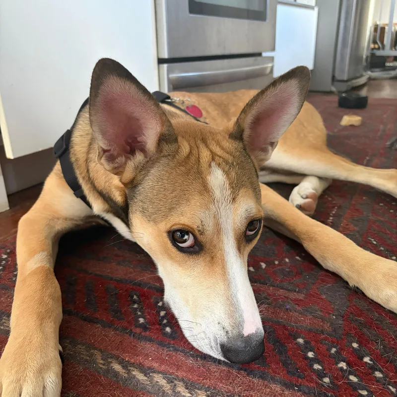 A young medium-sized male Husky dog named Bobby for adoption in Houston, TX