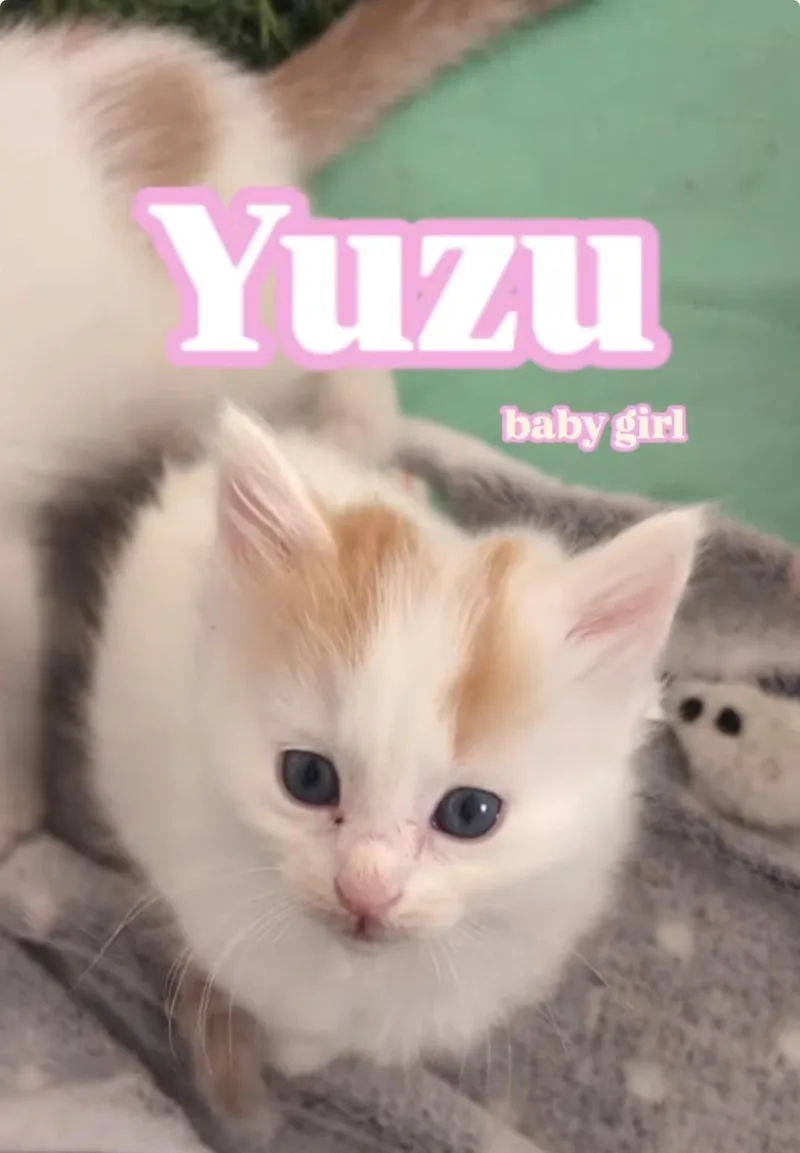 Yuzu thumbnail 2