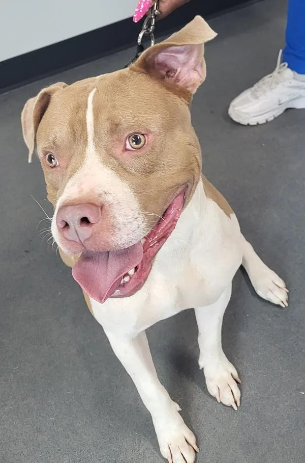 An adult large-sized male Pit Bull Terrier dog named Pen Pancho for adoption in Lawrenceville, GA