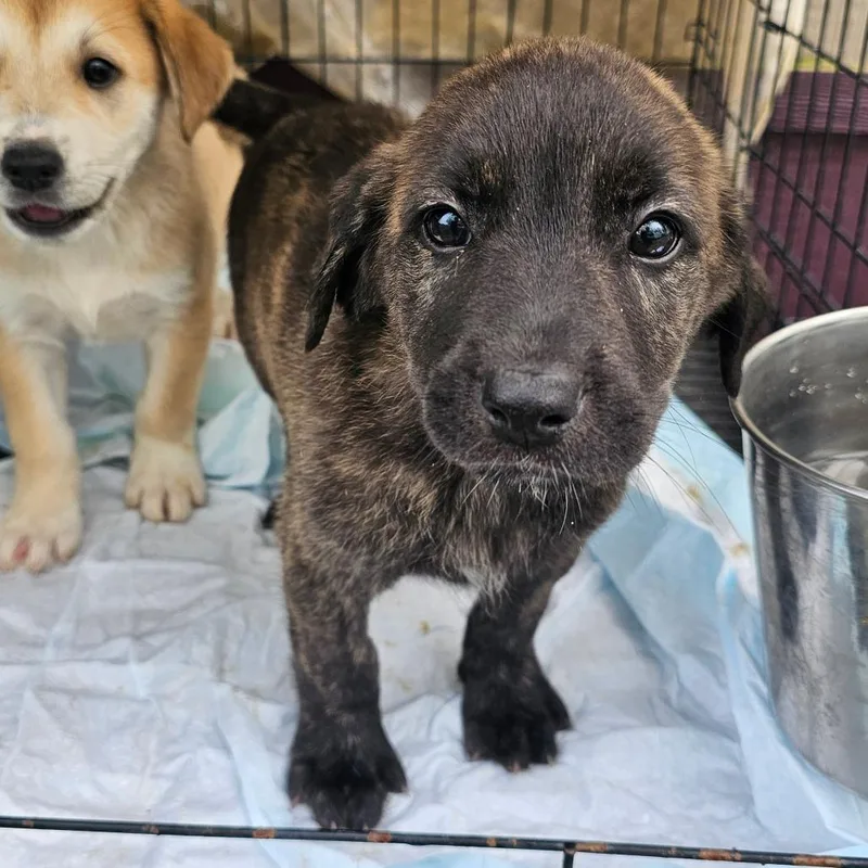 A baby small-sized female Brindle Shepherd dog named Cadbury for adoption in mount vernon, AR
